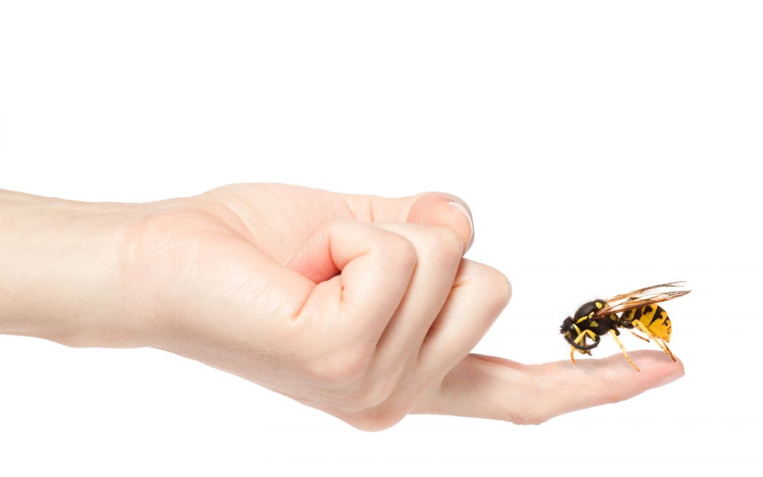 Female hand holding a big wasp, isolated on white background